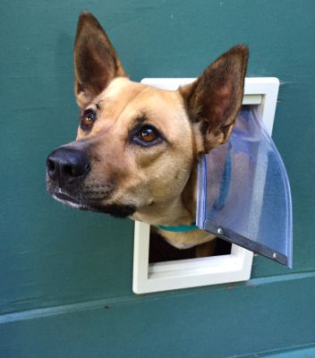 Dog Door Installation