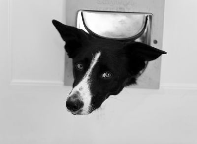 Dog Door Installation