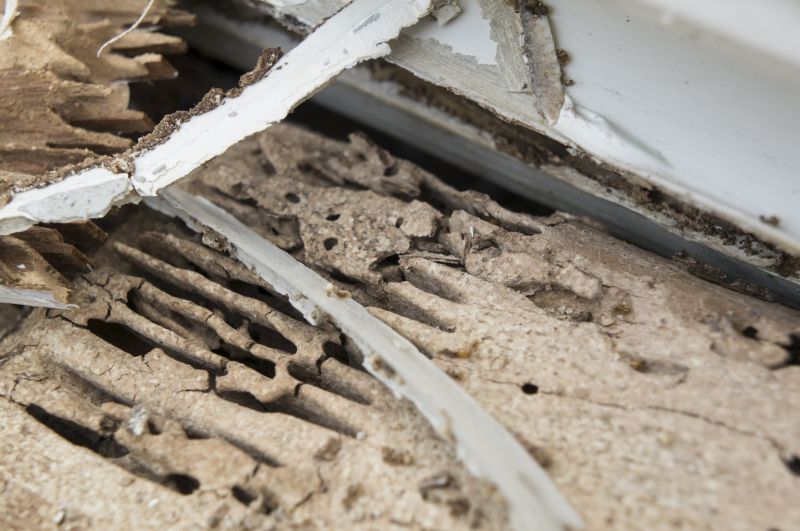Pest Damage Repair