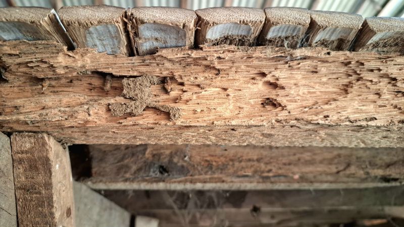 Pest Damage Repair