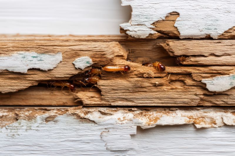 Pest Damage Repair